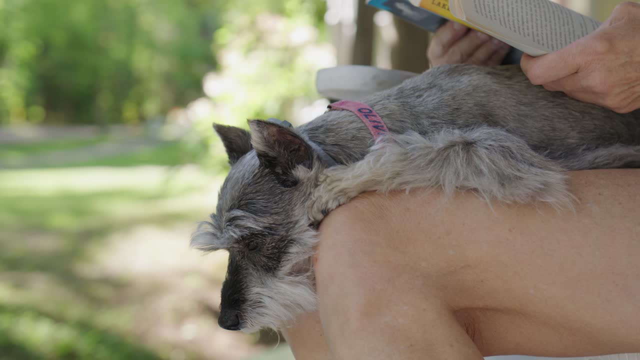 close up de un pequeño perro sentado en el regazo de una persona leyendo en un porche tranquilo y pacífico en el norte de michigan