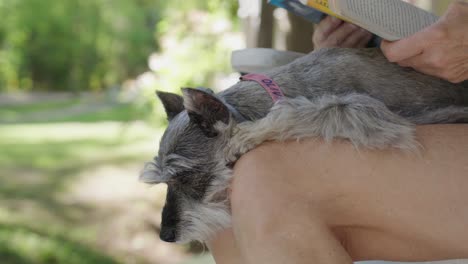 Close-up-of-small-dog-sitting-on-the-lap-of-a-person-reading-on-a-quiet,-peaceful-porch-in-northern-Michigan