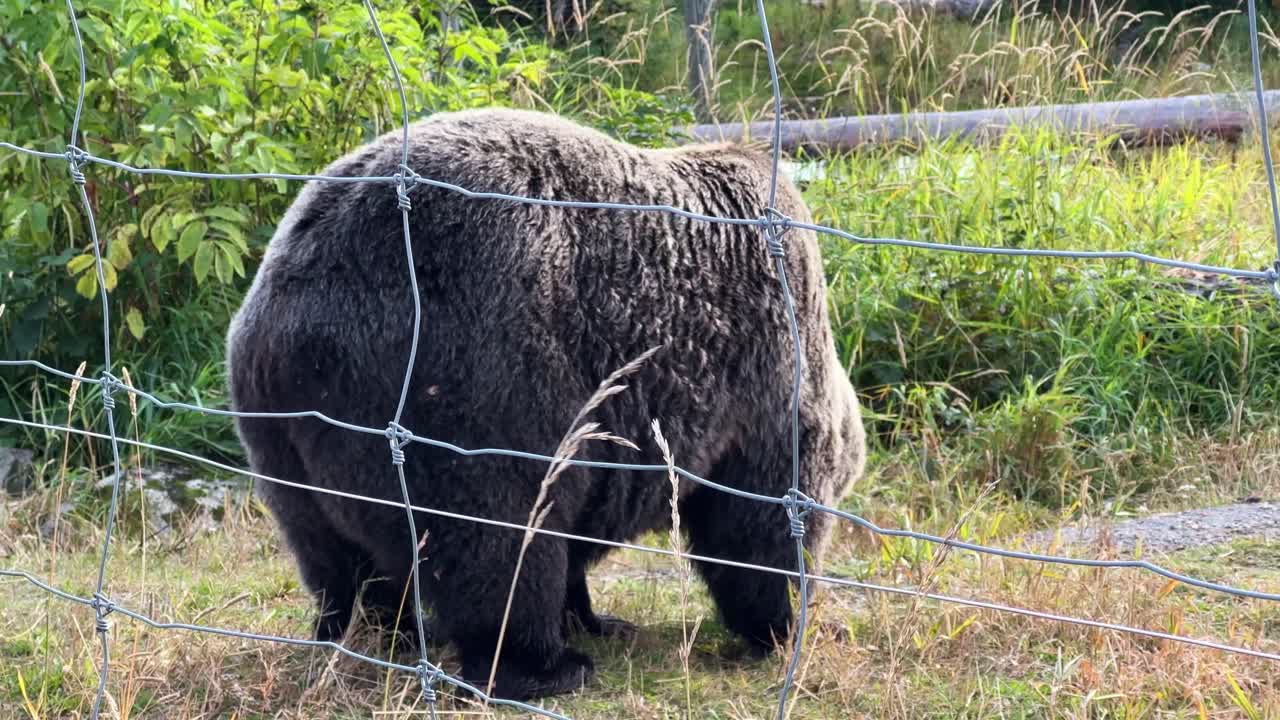 Lähikuva käsivaralta kuvattuna, jossa karhu etsii ruokaa turvallisessa aitauksessaan syksyn aikana Grouse Mountainilla Pohjois-Vancouverissa, Brittiläisessä Kolumbiassa, Kanadassa. 4K