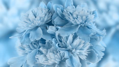 beautiful blue peony background. blooming peony flower open, time lapse, close-up. wedding backdrop, valentine's day concept. 4k uhd video timelapse