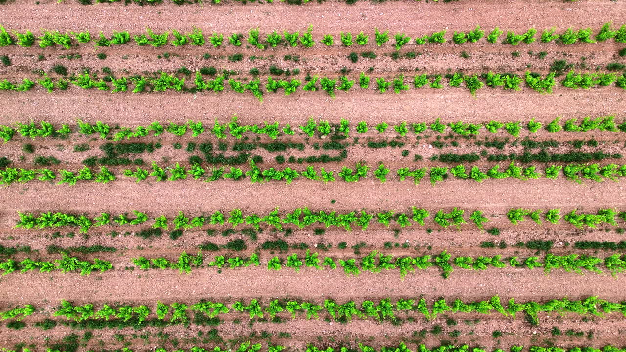 Aerial lateral shot of vineyard rows in La Rioja, Spain, showing geometric patterns of green vines and soil from a top-down perspective