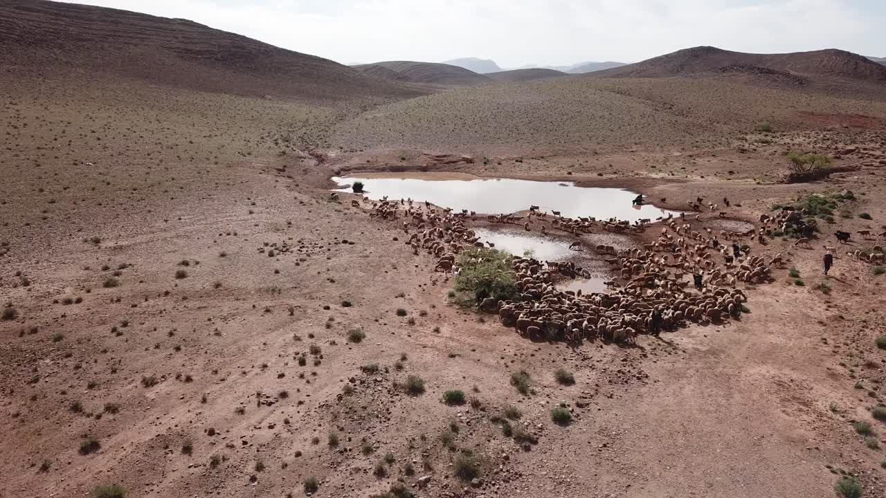 Vue aérienne par drone d’un grand troupeau de chèvres s’abreuvant dans un étang boueux du désert aride de Ouarzazate. La vue panoramique sur les collines arides met en évidence la pénurie d’eau et la survie du bétail au Maroc.