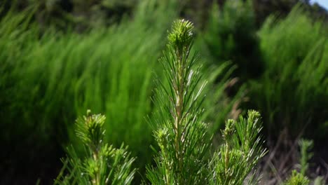 close up of young pine tree off shoots, bright green from sunshine, slow motion