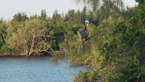 brown pelican sits in a mangrove tree in florida