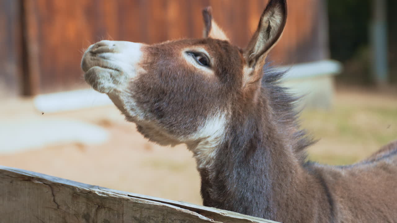 North American Donkey Face Close-up Standing Behind Fence Enclosure, Woman Hand Rubs Animal's Forehead
