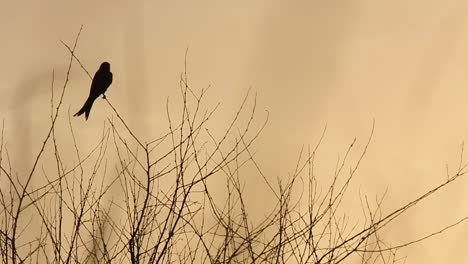 dos hermosos pájaros negros se sientan en las ramas de los árboles en la naturaleza