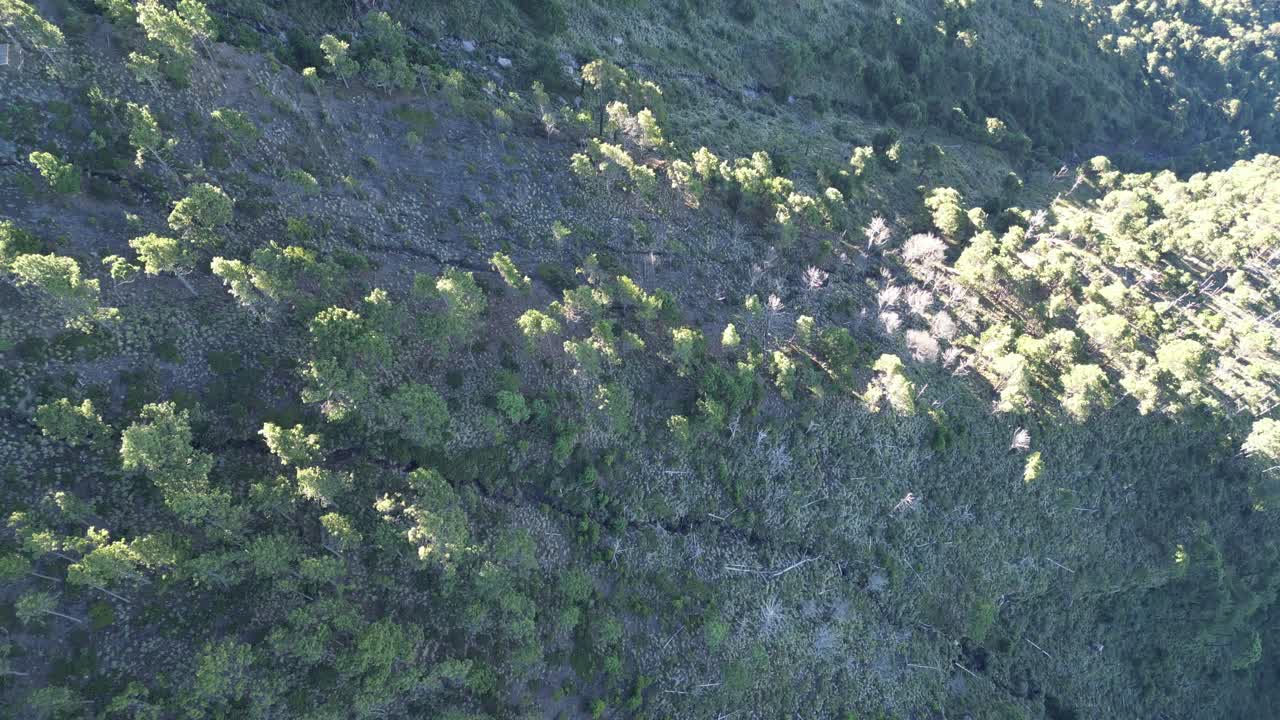 drone vista superior en guatemala volando sobre una montaña cubierta de árboles verdes bosque al amanecer