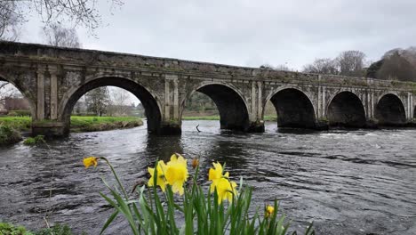 Inistioge-Brücke-Im-Frühling-Mit-überflutetem-Fluss-Nore-Und-Auto,-Das-über-Die-Brücke-Fährt