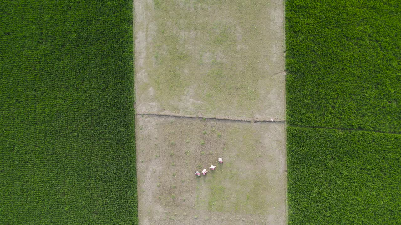 초록색 에서 일하는 농부 들