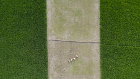 agricultores que trabajan en un campo de arroz verde