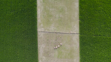 farmers working in a green rice field