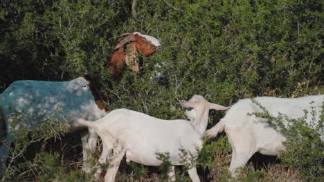 herd of goats are eating grass outdoors, goats are member of the bovidae family of animals, natural environment during sunshine day, domesticated animals concept