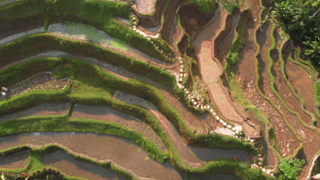 Paddy-fields-in-Indonesia-Bali