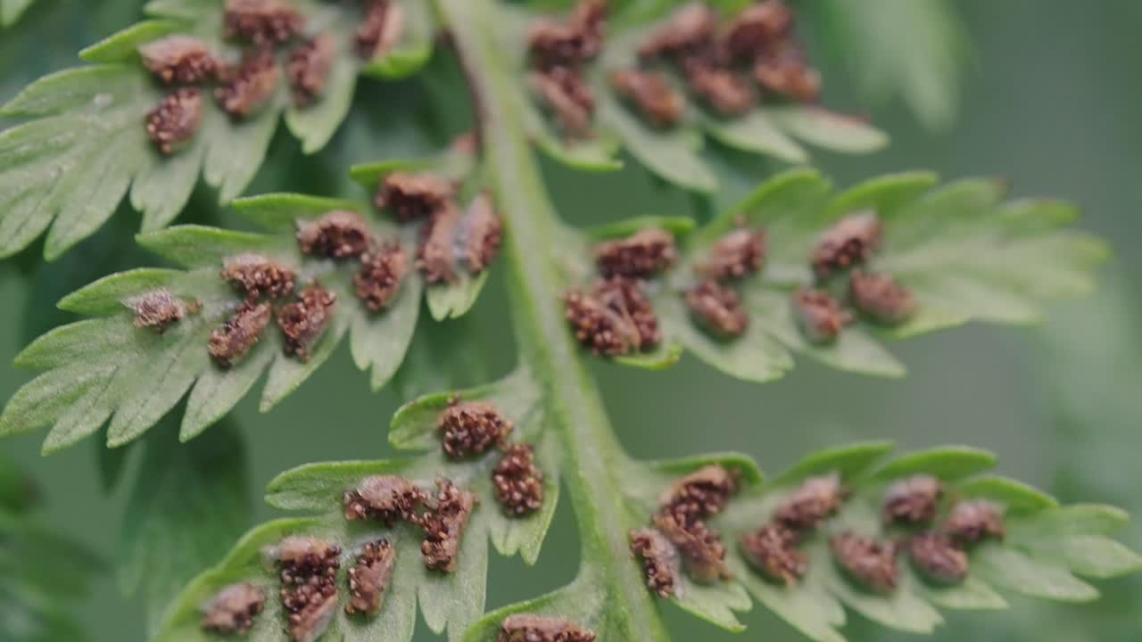 나뭇잎 아래에 있는 고사리 씨앗의 집중된 매크로 클로즈업