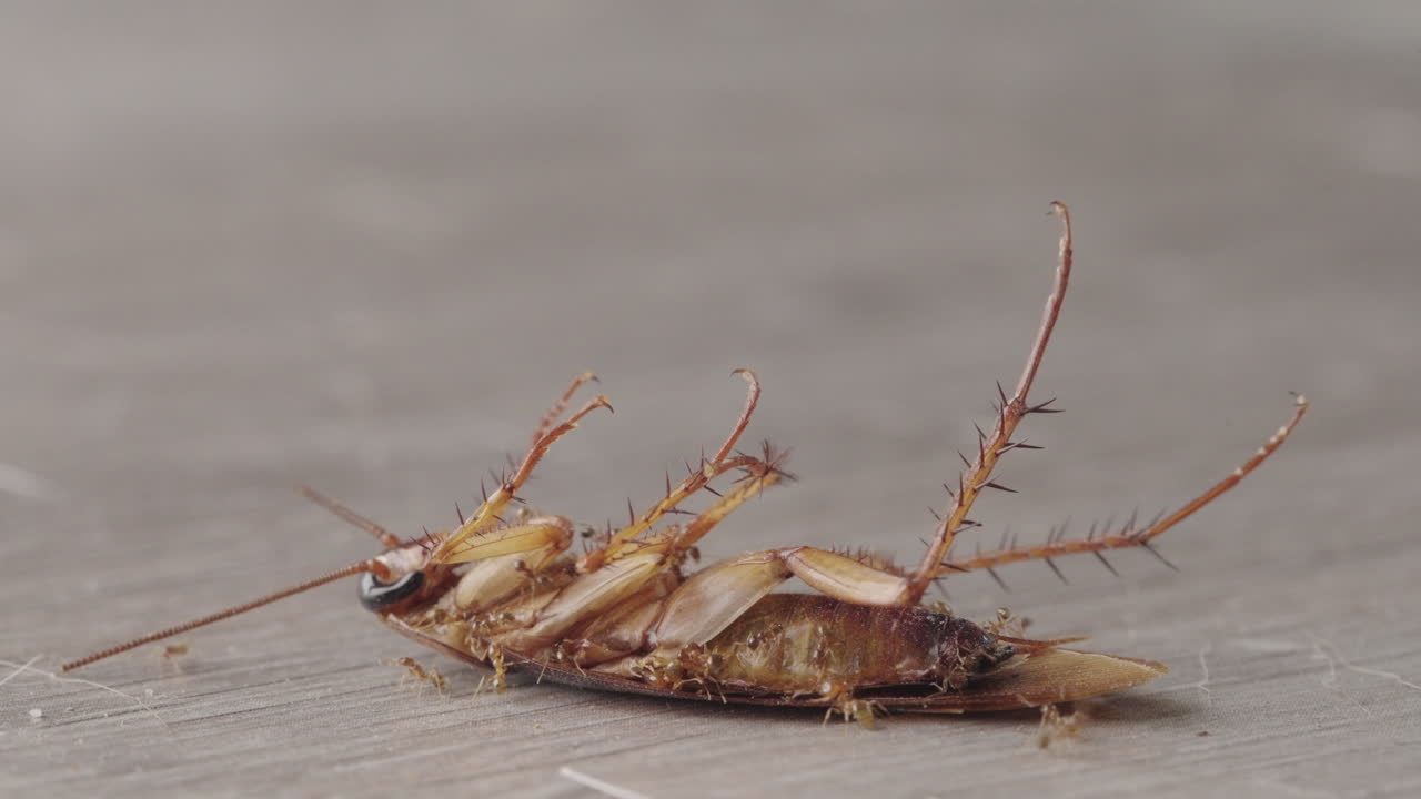 Dead cockroach on its back