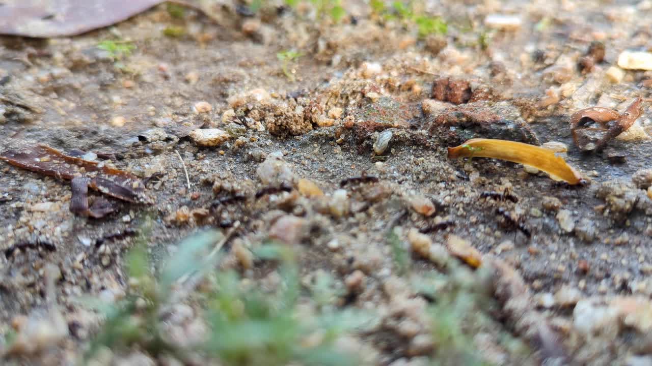 Close up of black ants marching in unison quickly in a line over forest floor ground in Sri Lanka