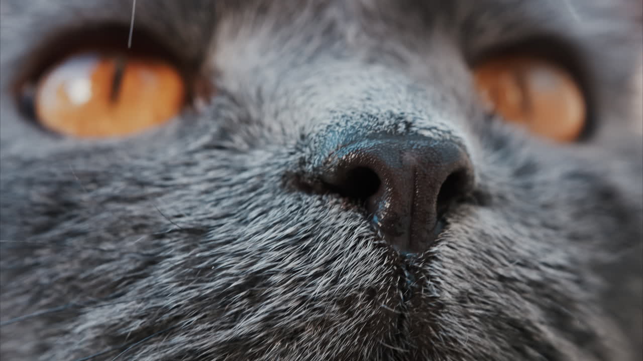 Close up of the intense orange eyes of a grey British Shorthair cat