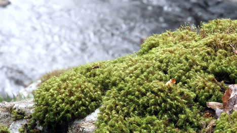 Water-flows-in-slow-motion-in-background-with-moss-growing-in-foreground