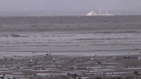 Birds-perched-on-the-shore-at-low-tide