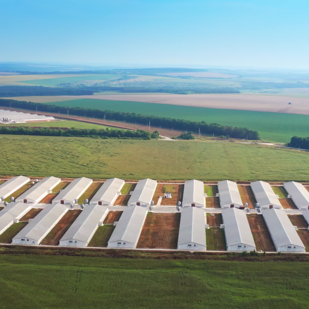 Well-organized territories of farming facilities in farmlands. Long white barns at the site of agribusiness plant. Aerial view. Plantations at backdrop