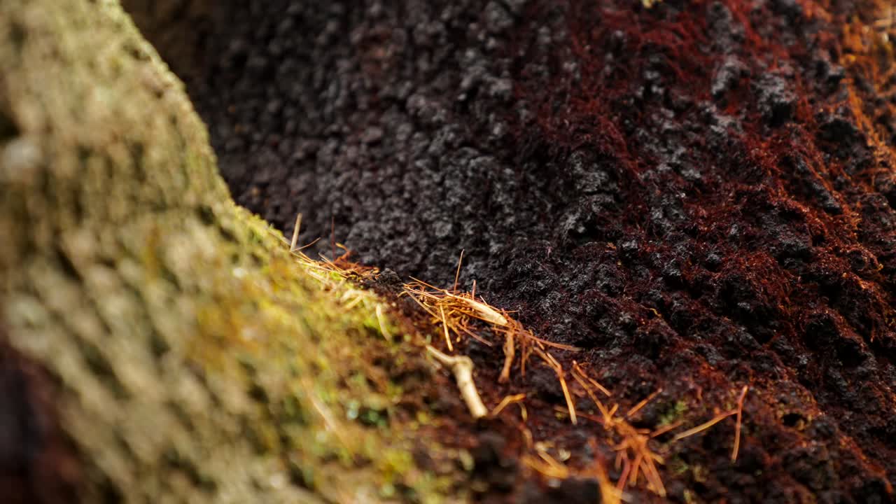 Close-up shot of ants crawling and moving across the textured surface of a tree, showcasing nature's small yet intricate movements.