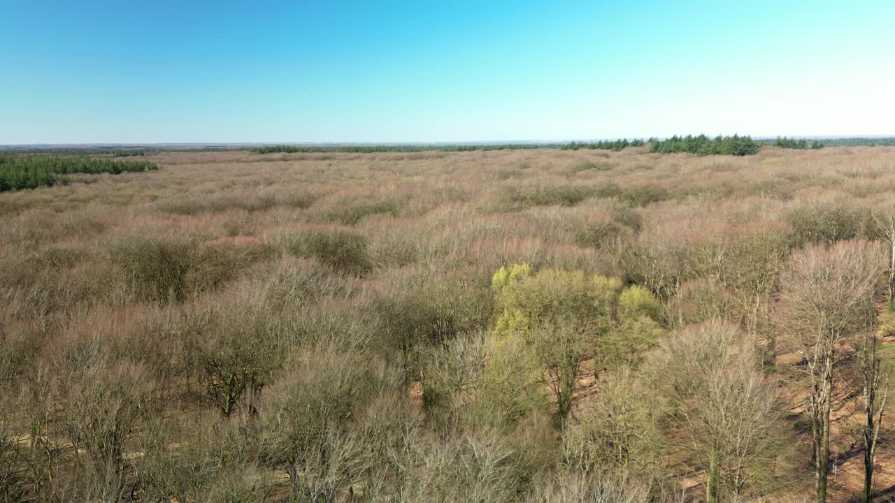 Vidtstrakt skovlandskab i Hoge Veluwe Nationalpark i Holland