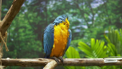 looking back towards the trees, a blue-and-gold macaw is perching on a tiny mand-made perch inside its cage in a zoo in bangkok, thailand