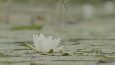 white water lily in a pond