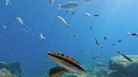 vista submarina de peces coloridos nadando en las aguas claras y brillantes de chipre