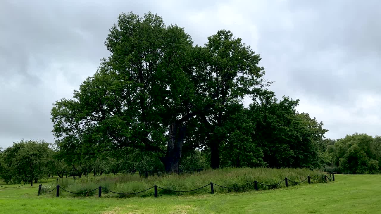 An ancient 800-year-old oak tree in a national park (4K60)
