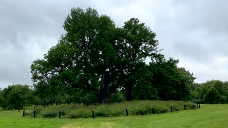 an ancient 800-year-old oak tree in a national park (4k60)