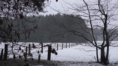 Wide-shot-of-forest-landscape-with-farm-fields-while-snowing-in-Lommelse-Sahara
