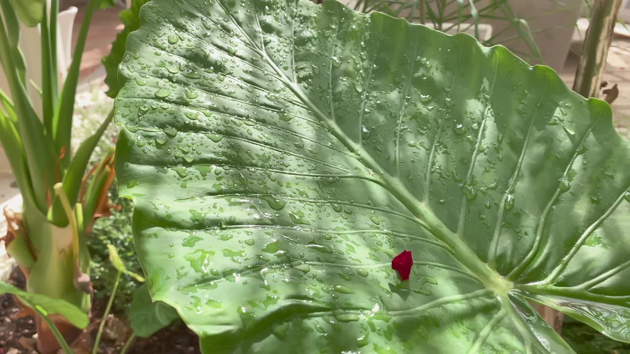 gran hoja verde húmeda, gotas de agua brillan en el sol, de cerca, reflejo del sol después de la lluvia