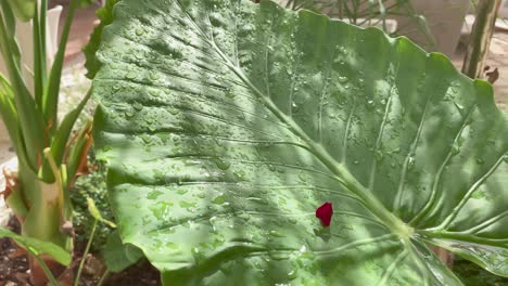 wet big green leaf, drops of water shine on the sun, close up, sun reflection after rain