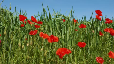 Nahaufnahme-Von-Roten-Mohnblumen-In-Einer-Wiese-An-Einem-Sonnigen-Tag