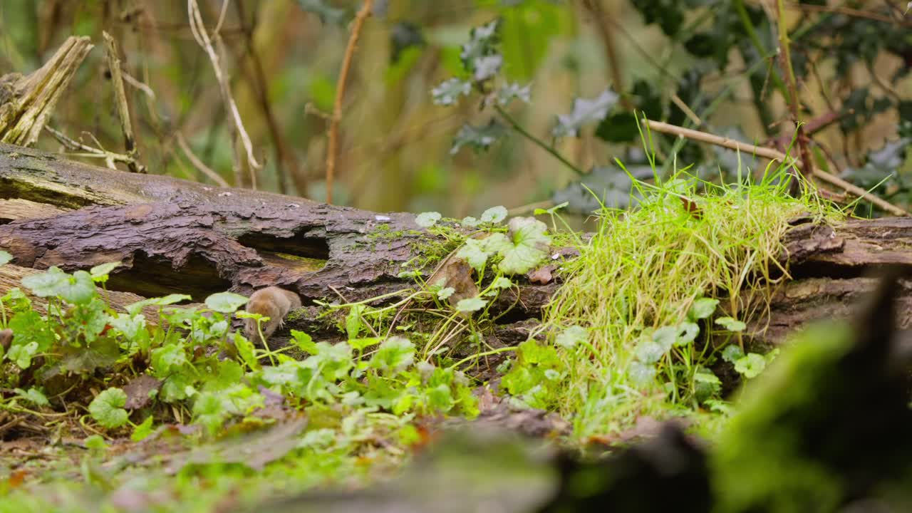 Bank vole cautiously sniffs mossy log in slow motion, alert in peaceful forest daylight