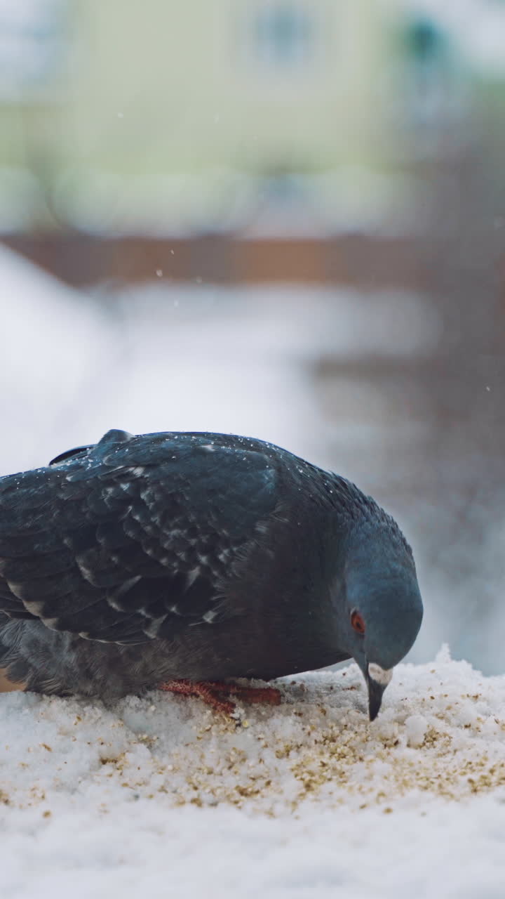 Pigeons on the city street. Pigeons on snow in the winter. Vertical video