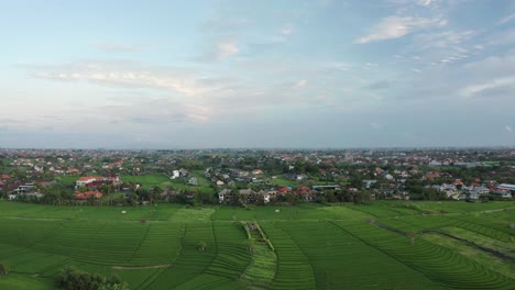 Antena-Sobre-Campos-De-Arroz-Canggu-En-Bali-Rural-Durante-La-Mañana-Serena