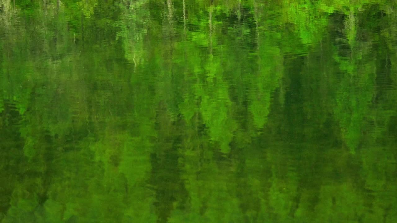 Grønne skovtræer spejler sig i en stille sø. Naturbaggrund.