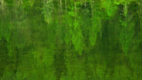 green forest trees mirror reflected in calm lake. nature background