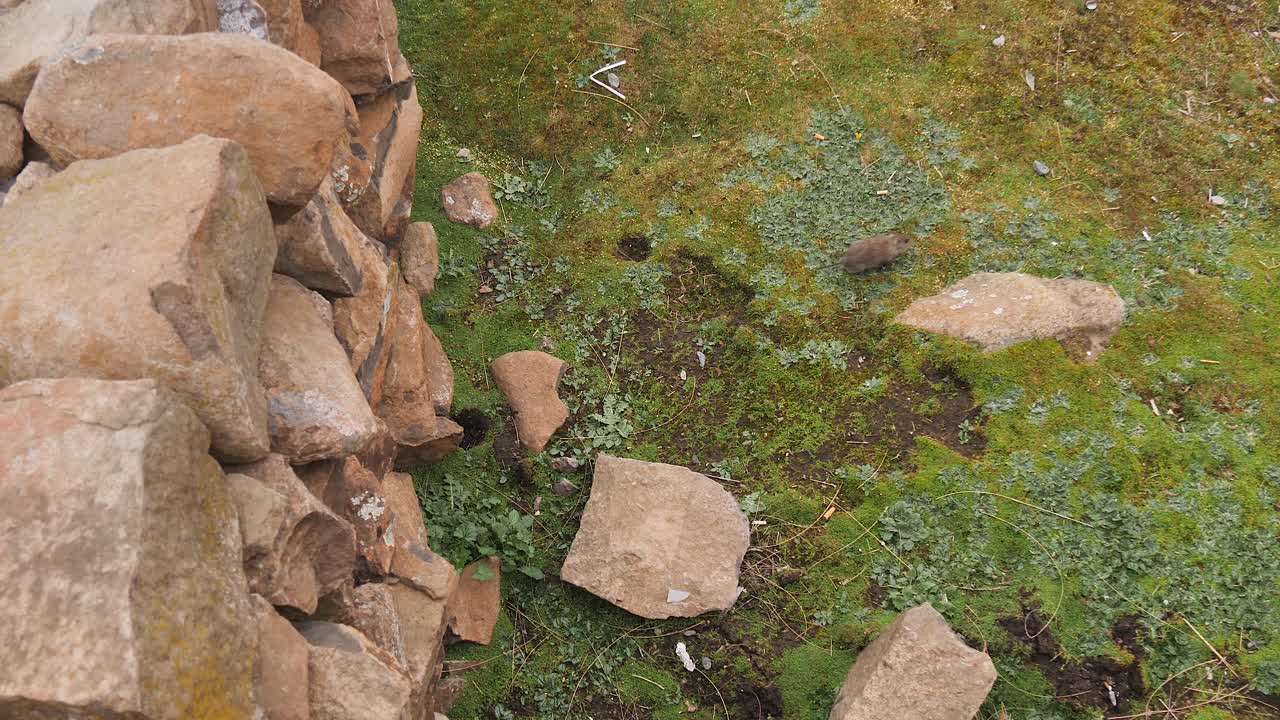 Un ratto delle nevi africano lascia la sicurezza di un muro di pietra per attraversare di corsa l'erba verde