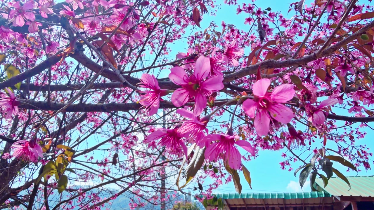 Beautiful Pink Cherry Blossom Flowers In Full Bloom In Khun Chang Khian, Chiang Mai, Thailand - Close Up