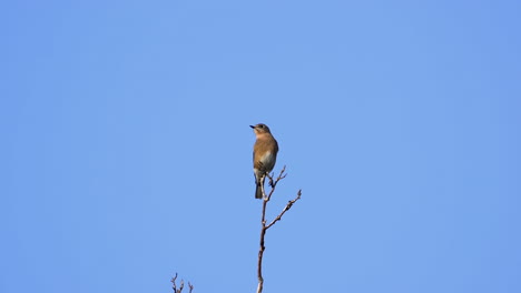 a brown and white colored thrush on a treetop with a blue sky background