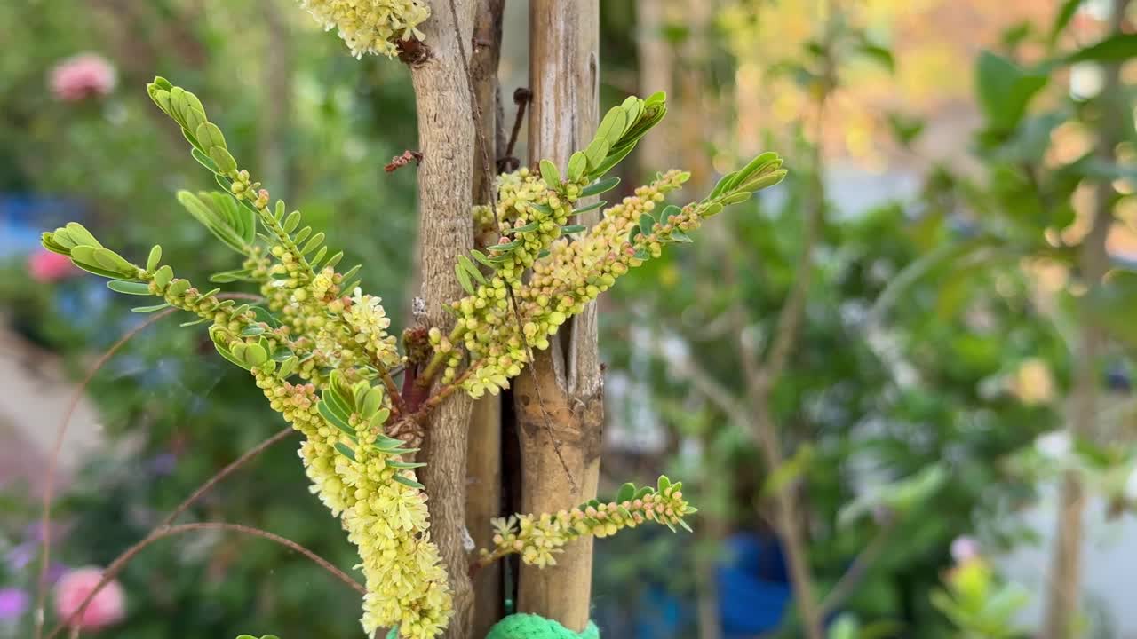 closeup of indian gooseberry flowering in the home garden, The flowers are greenish-yellow, with six petals, and grow between the leaves and the branchlets.