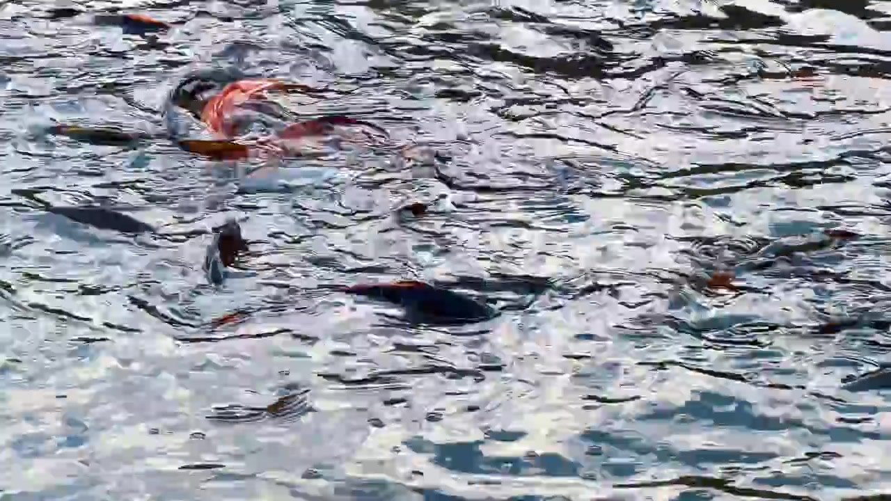 Orange and dark carp in reflective pond. A bright orange fish curves among darker bodies beneath silver surface reflections.