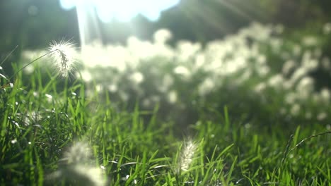 Dandelions-Being-Blown-By-The-Wind,-Close-Up