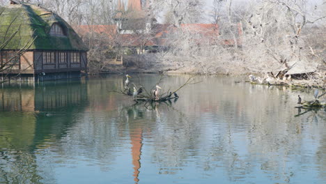 pelicans early morning at the zoo in budapest hungary