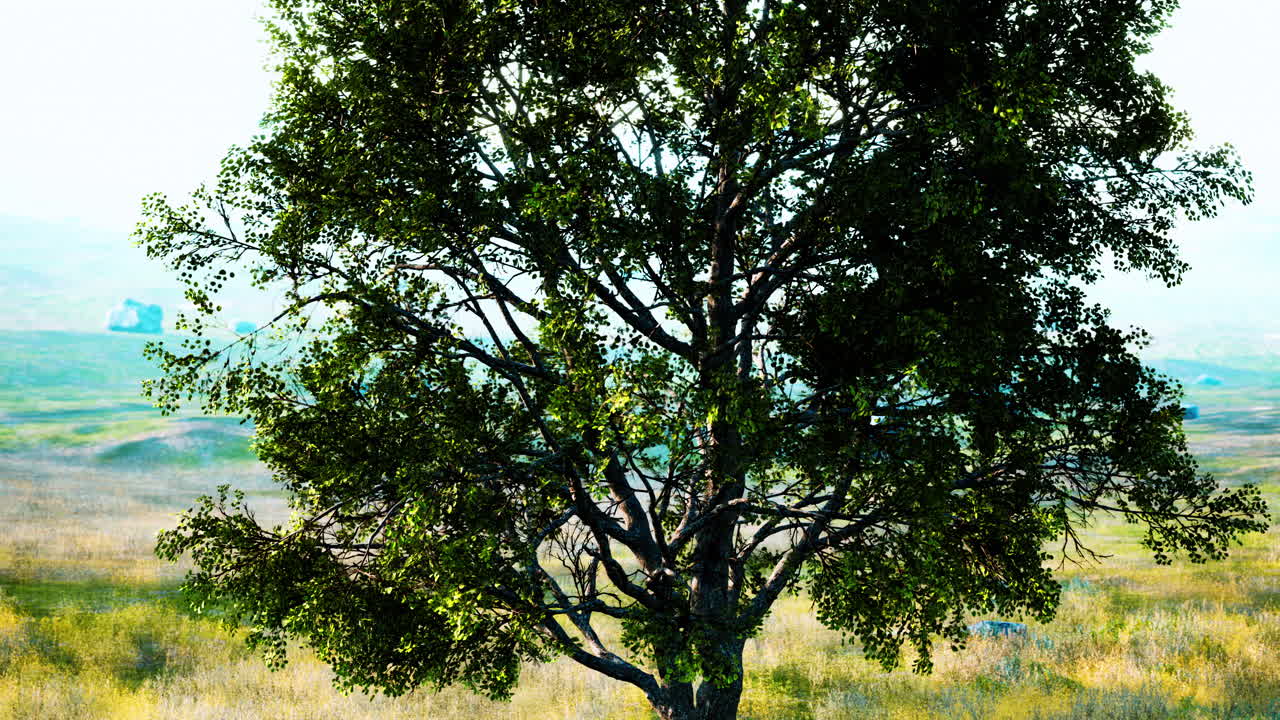 따뜻한 빛으로 해가 뜨면 언덕과 단 하나의 나무가 있는 풍경