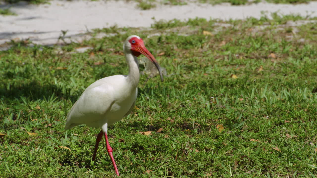 미국 플로리다 주 키 비스케인 (key biscayne) 에 있는 미국 화이트 이비스 (american white ibis)