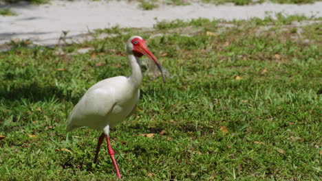 American-White-Ibis-in-Key-Biscayne,-Florida,-USA